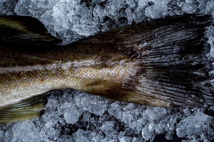 Velkommen til Fiskcentralen