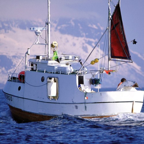 Smørtunge, Flådd, fersk