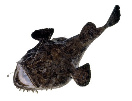 Breiflabb M/hode fersk