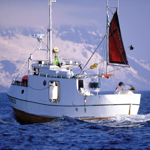 Kvitlaksfarse 7,5 kg Dypfryst