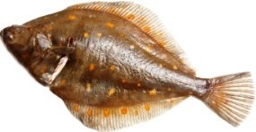 Rødspette 1200 gr+ fersk