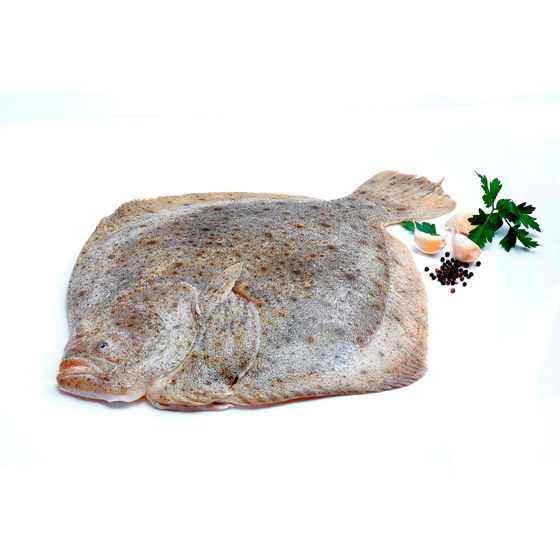 Piggvar fersk. Vill 2-5 kgs