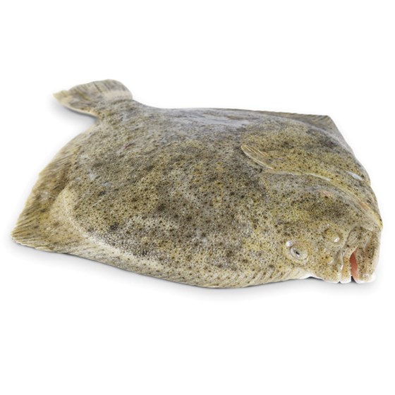 Piggvar 1.5-2 kg