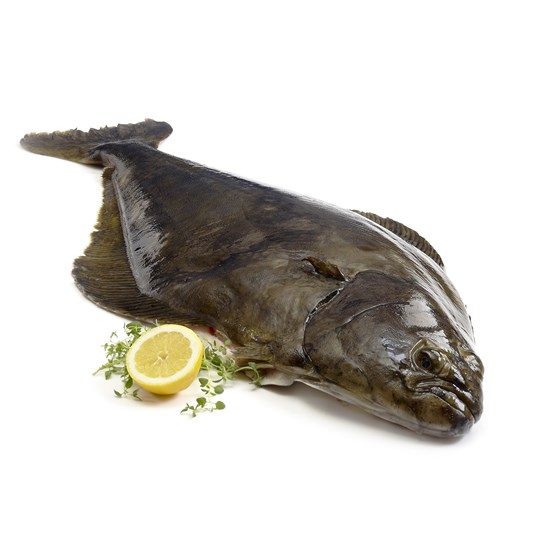 Kveite m/hode 1-6 kg Vill