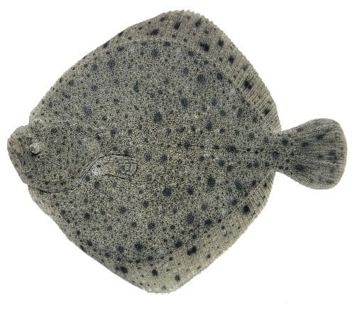 Piggvar Filet Fersk