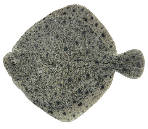 Piggvarfilet av 1-2 kg Imp VP