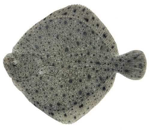 Piggvarfilet av 1-2 kg Imp VP