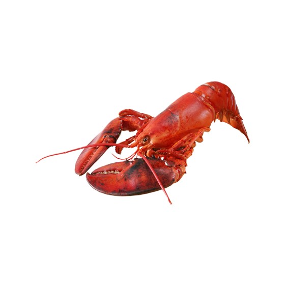 Hummer kokt Fersk 12 st/490g