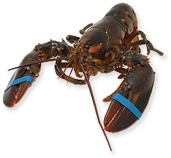 Hummer prima skotsk, Thorstensen