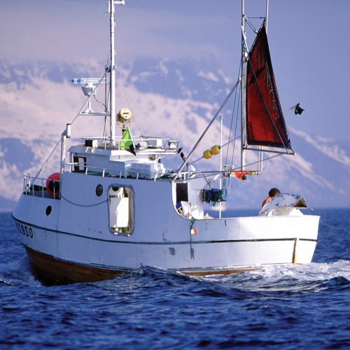 Pigghå ,hel fersk