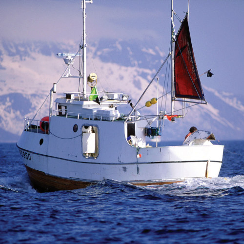 Sea Bass, STOR. Greece