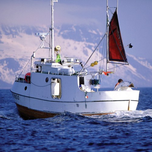 Sea Bass, STOR. Greece