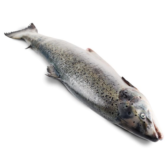 Laks. hel 5-6 kg fersk