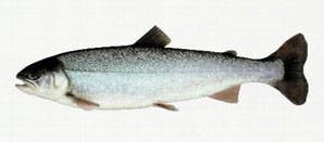 Ørretfilet Peru Fryst