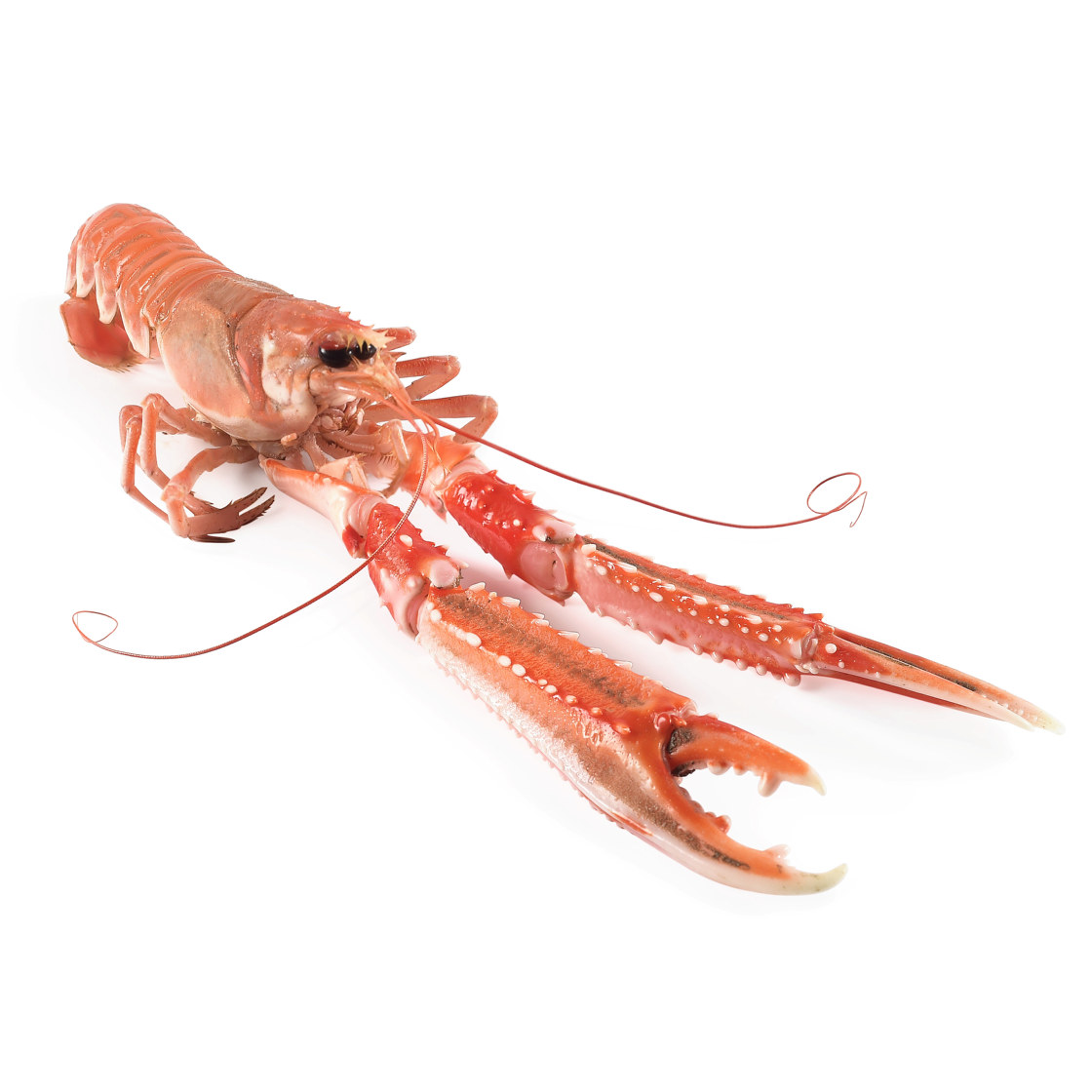 Sjøkreps 8-14 Fersk 3 kg