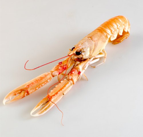 Sjøkreps Samfengt Fersk