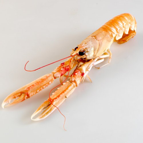 Sjøkreps, 7-12 Stromsholm