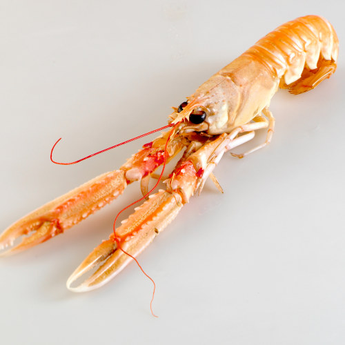 Sjøkreps, Stor Stromsholm