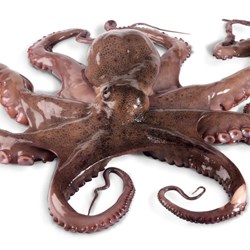 Octopus hel. 2-3 kgs.Spanien