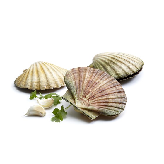 Vongole Nett Fersk