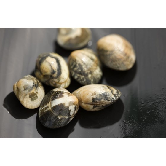 Teppeskjell 3 kg Fersk