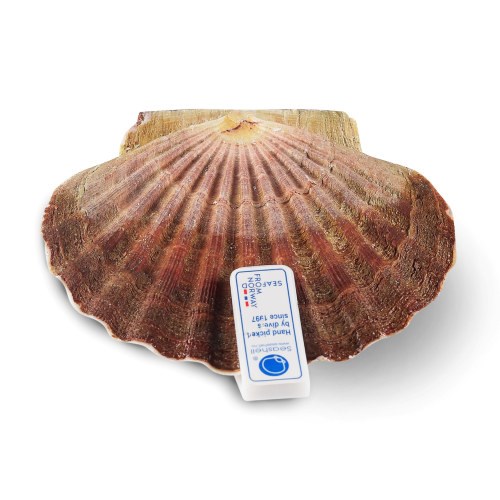 Kamskjell Super 15 stk