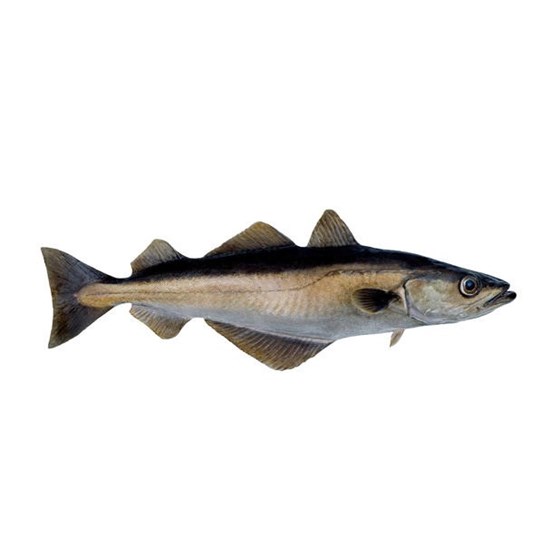 Lyr Hel H/G Dypfryst