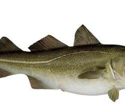 Torsk. 2-4 kg. Fersk