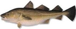 Torsk, 6-8 kg. fersk