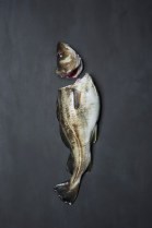 Skrei u/hode 2-4 kg