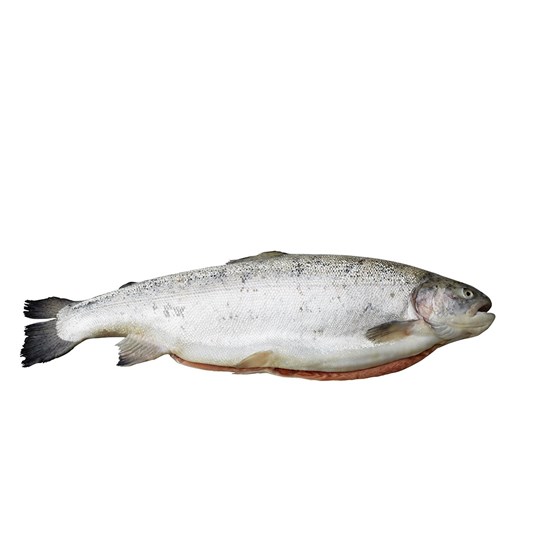 Ørret 3-4 kilo. Fersk