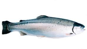 Fjellørret Filet fra Sirdal