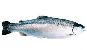 Fjellørret Filet fra Sirdal